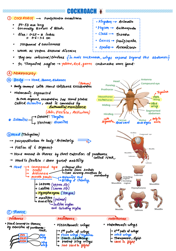 Complete Class 11 BIOLOGY Handwritten NOTES