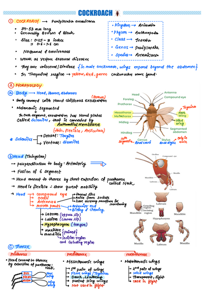 Complete Class 11 BIOLOGY Handwritten NOTES
